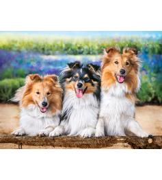 Puzzle Castorland Cães Shelties na Lavanda 200 Pzs
