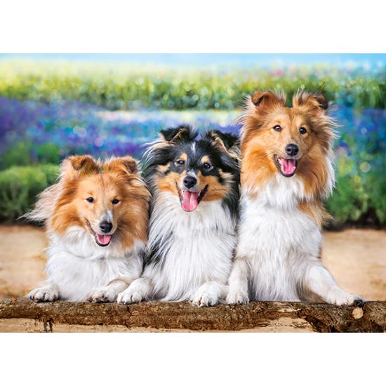 Puzzle Castorland Cães Shelties na Lavanda 200 Pzs