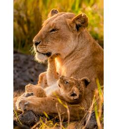 Puzzle Clementoni Amor Felino 500 Peças