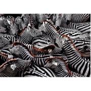 Puzzle Clementoni Zebras de 1000 Peças
