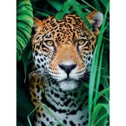Puzzle Clementoni Jaguar na Selva 500 peças