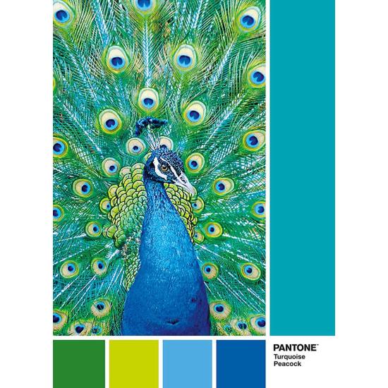 Puzzle Clementoni PANTONE 7466, Pavão de 1000
