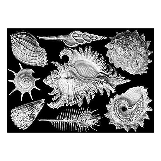 Puzzle de 1.000 peças de conchas de amoras-pretas