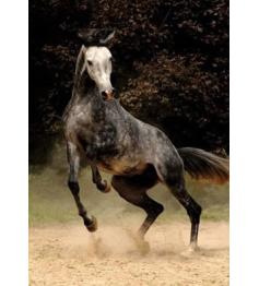 Puzzle de 1.000 peças de cavalo manchado D-Toys