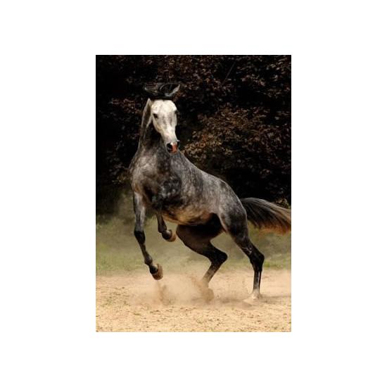 Puzzle de 1.000 peças de cavalo manchado D-Toys Puzzle de 1.000 peças de cavalo manchado D-Toys