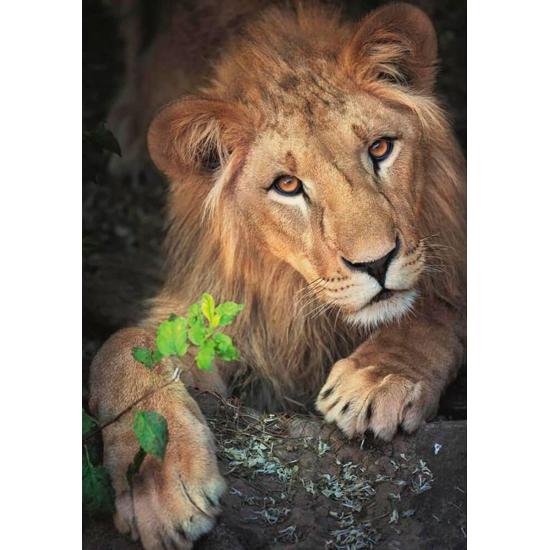 Puzzle Dino O Rei dos Animais de 500 peças Puzzle Dino O Rei dos Animais de 500 peças