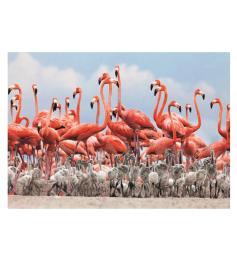 Puzzle Dino Flamingos 500 Peças