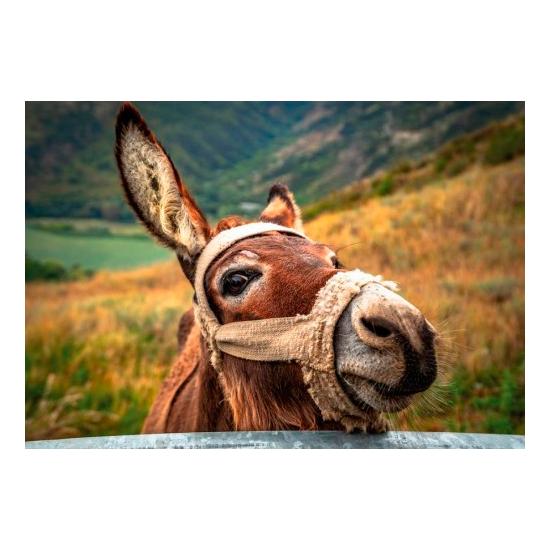 Puzzle Dino O Burro 500 Peças