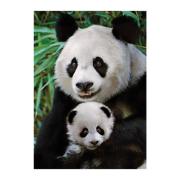 Puzzle Dino Mãe e Bebê Panda de 1000 Peças