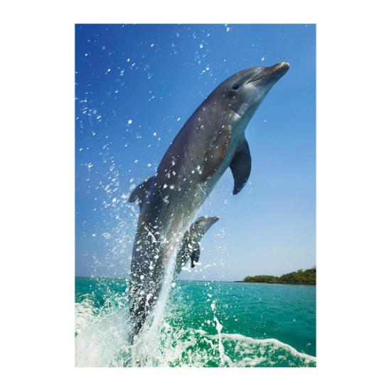 Puzzle Dino par de golfinhos 500 peças