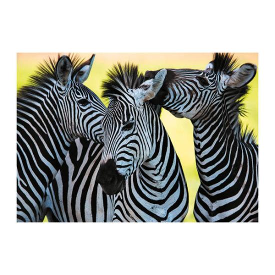 Puzzle Dino Três Zebras 500 Peças Puzzle Dino Três Zebras 500 Peças