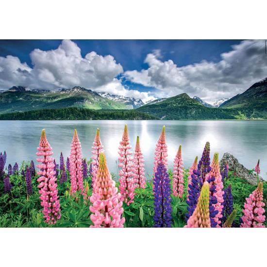 Puzzle Educa Lupins nas margens do Lago Sils, Suíça 1500 Pcs