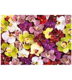 Puzzle Educa Colagem de Orquídeas de 1000 Peças