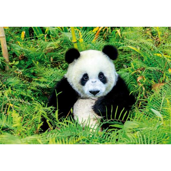 Puzzle Educa Panda Urso 500 Peças