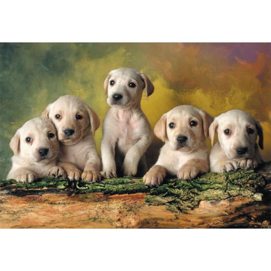 Puzzle Educa Pequenos Labradores de 500 Peças
