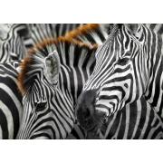 Puzzle Enjoy Zebras de 1000 Peças