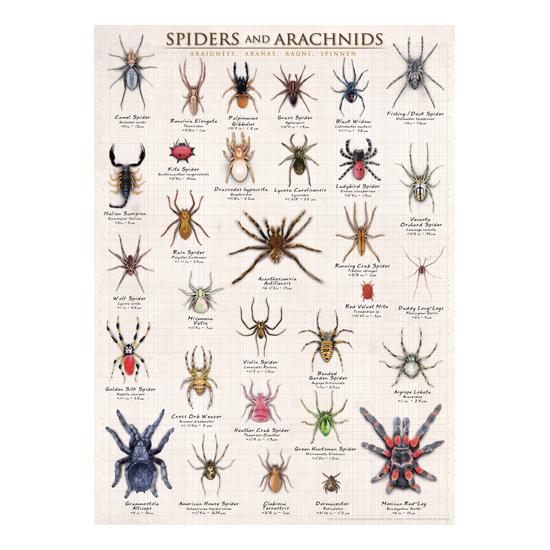 Puzzle Eurographics Aranhas e Aracnídeos 1000 Peças Puzzle Eurographics Aranhas e Aracnídeos 1000 Peças