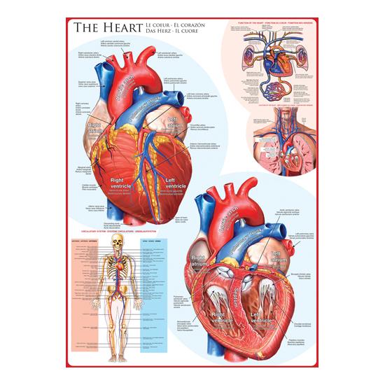 Puzzle Eurographics O Coração de 1000 Peças