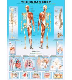 Puzzle Eurographics O Corpo Humano 1000 Peças