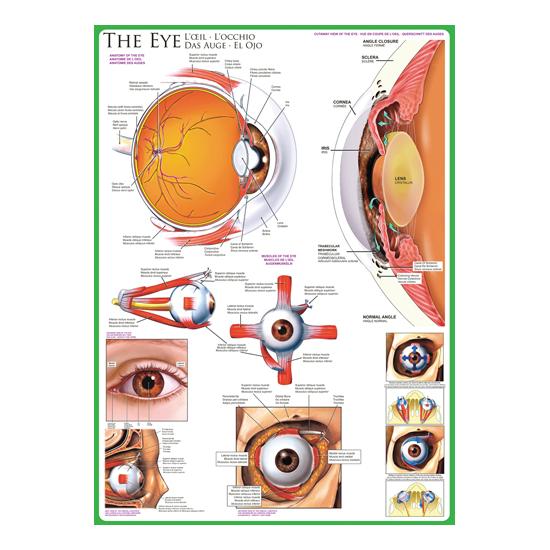 Puzzle Eurographics O Olho de 1000 Peças