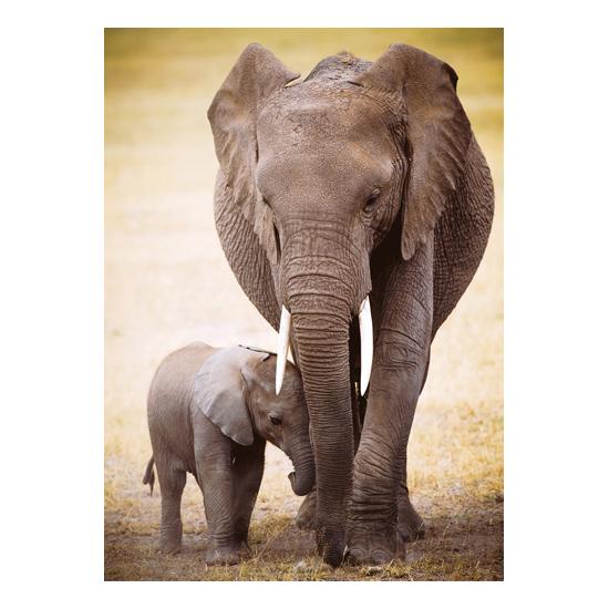 Puzzle Eurographics elefante e bebê 1000 peças