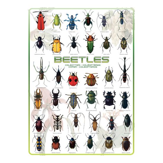 Puzzle Eurographics Beetles 1000 Peças