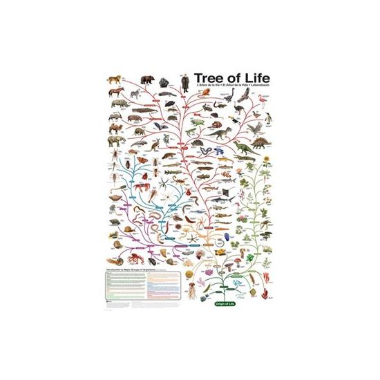 Puzzle Eurographics Evolution de 1000 peças