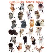 Puzzle Eurographics Cats 1000 Peças