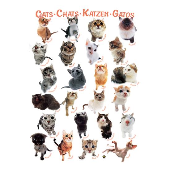 Puzzle Eurographics Cats 1000 Peças