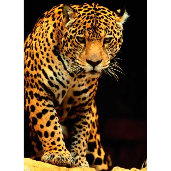 Puzzle Eurographics Leopard 1000 Peças