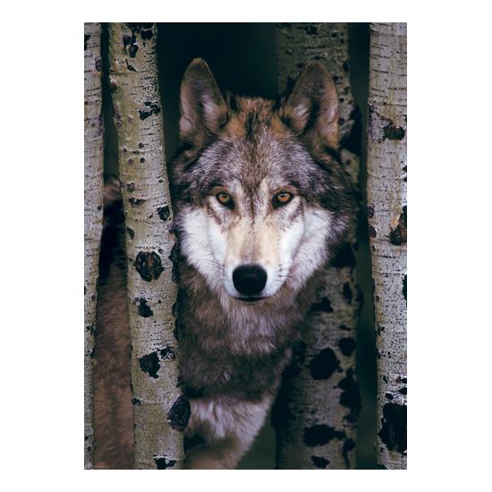 Puzzle de 1000 peças Eurographics Grey Wolf