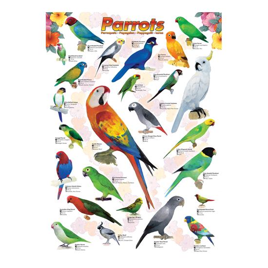 Papagaios Puzzle Eurographics 1000 Peças Papagaios Puzzle Eurographics 1000 Peças