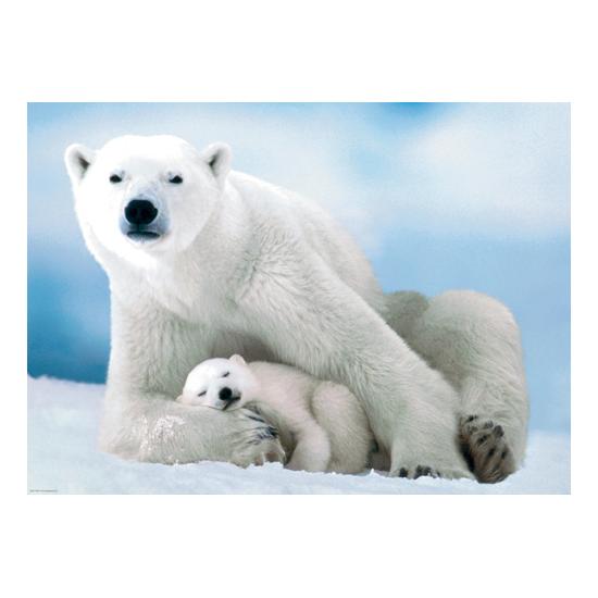 Puzzle Eurographics Urso Polar e Bebê 1000 Peças