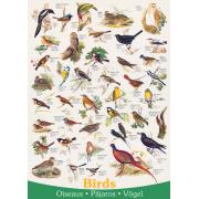 Puzzle Eurographics Birds 1000 Peças