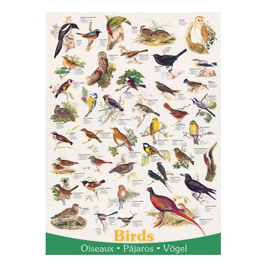 Puzzle Eurographics Birds 1000 Peças