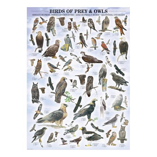 Puzzle Eurographics Aves de Rapina e Corujas 1000 Peças