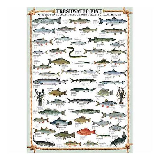 Puzzle Eurographics Peixes de água doce 1000 peças