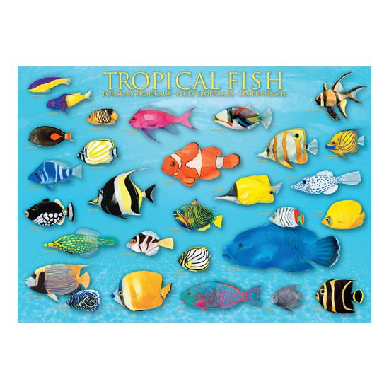 Puzzle Eurographics Peixe Tropical 1000 Peças