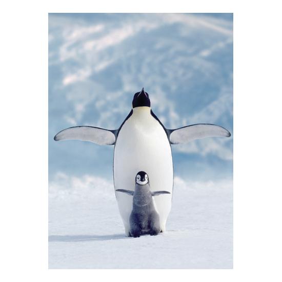 Puzzle Eurographics Pinguim e Bebê 1000 Peças