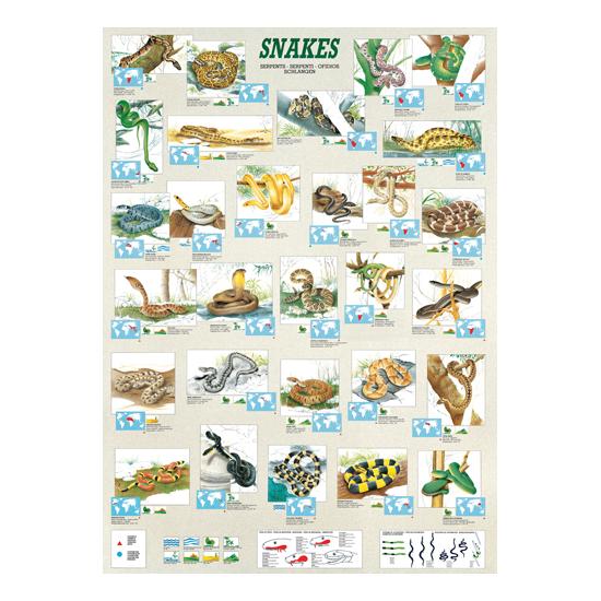 Puzzle Eurographics Snakes de 1000 peças