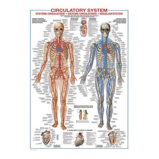 Sistema Circulatório Puzzle Eurographics 1000 Peças