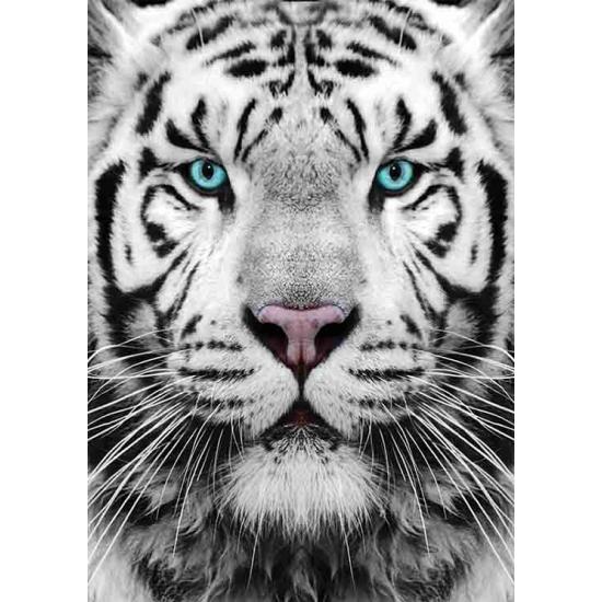 Puzzle Gold tigre siberiano 1000 peças