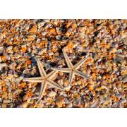 Puzzle Grafika Conchas e Estrelas do Mar de 1000 Peças