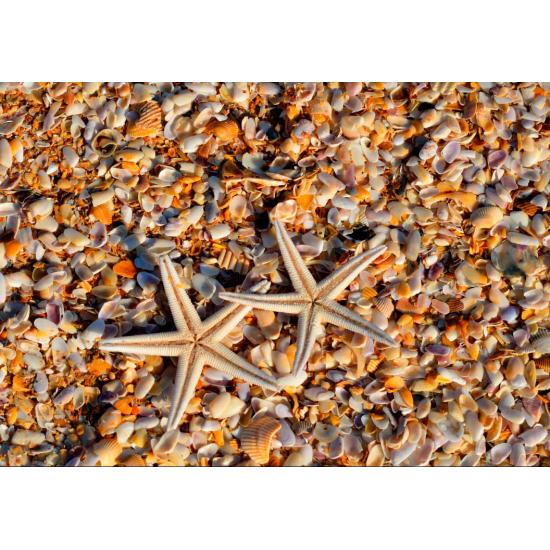 Puzzle Grafika Conchas e Estrelas do Mar de 1000 Peças Puzzle Grafika Conchas e Estrelas do Mar de 1000 Peças