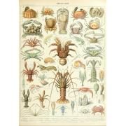 Puzzle Grafika Larousse: Crustáceos 1000 Peças