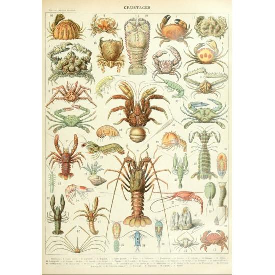Puzzle Grafika Larousse: Crustáceos 1000 Peças