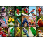 Puzzle Grafika Os pássaros mais bonitos do mundo de 1500 Pzs