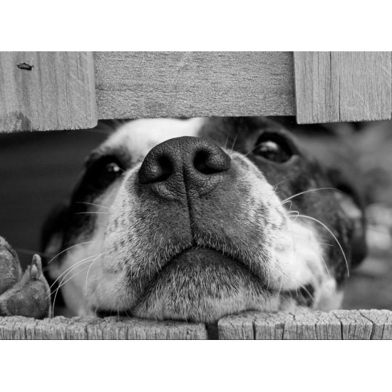 Puzzle Grafika Cachorro de 2000 Peças Puzzle Grafika Cachorro de 2000 Peças