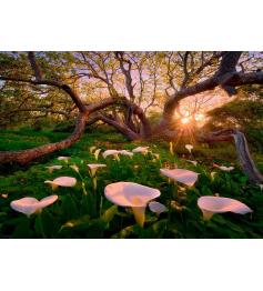 Puzzle Heye Florestas Mágicas, Clareira de Calas de 1000 Peças