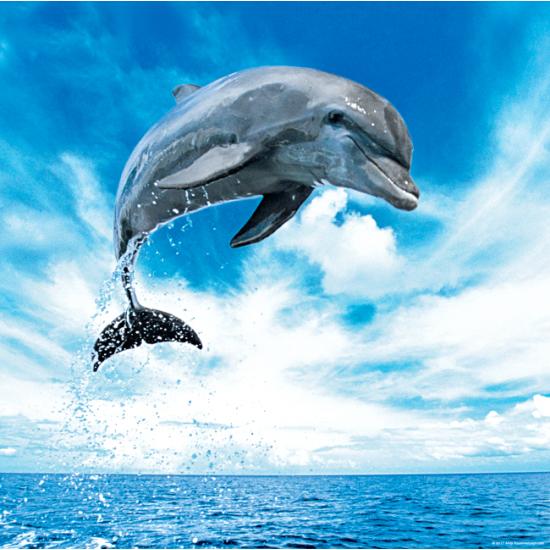 Heye Dolphin Puzzle 1000 Peças